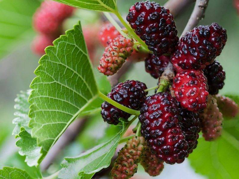 Шелковица купить саженцы из питомнике в Нижнем Новгороде