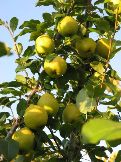Груша "ГВИДОН"